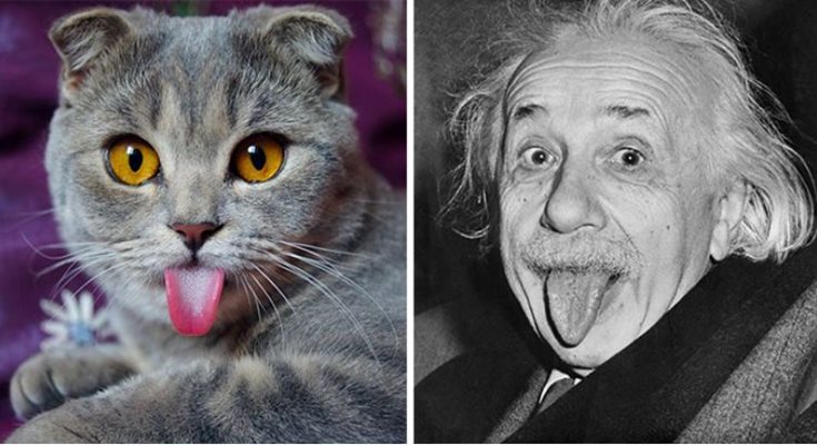 Котка като Алберт Айнщайн