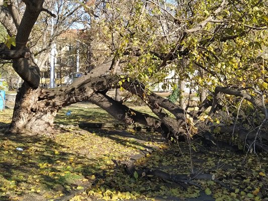 Дърво се е сцепило от снега на 25 ноември и продължава да виси застрашително.