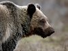 Кафявите мечки в Аляска стават вегетарианци заради климатичните промени