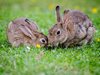Нашествието на дивите зайци опустошава Австралия