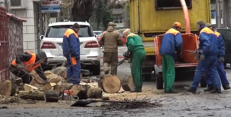 Работници на "Градини и паркове" разчистили останките от дървото чак след инцидента.