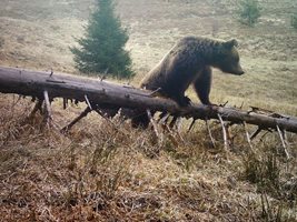 Мечката е убила овца, по едра от нея.
Снимка: Архив