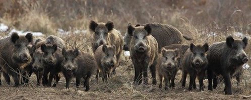Днес започва груповият лов на дива свиня и ловът на местен дребен дивеч