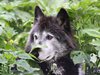 Учени: Кучетата и вълците имат вродено чувство за несправедливост