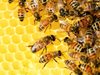 Проверяват здравословото състояние на пчелните семейства