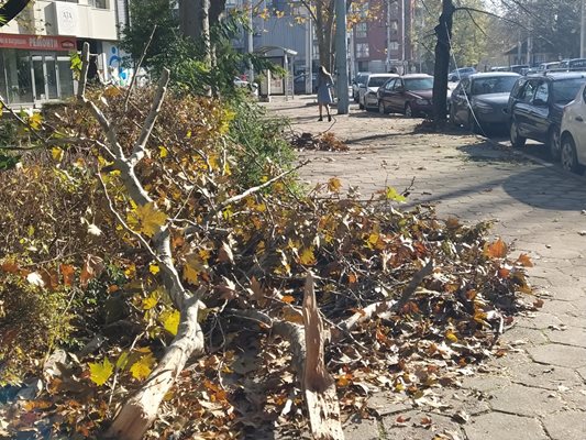 Клони и кабели са свлечени на тротоара, хората не смеят да минават и ползват пътното платно.