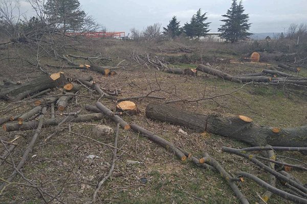 80 дървета без издадена за това заповед е отсякъл собственик на терен, докато го разчиства. Снимки: Пресцентър община Варна.