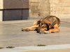 Няма желаещи да броят бездомните кучета</p><p>Община Стара Загора