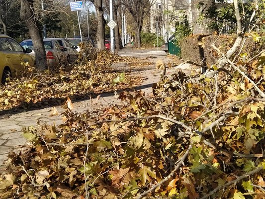 На бул. "Копривщица" е направена просека на тротоара, като са избутали от двете страни падналите клони, но не са ги вдигнали.