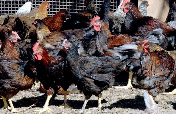 При установено огнище на птичи грип се унищожават всички контактни кокошки. Снимка:Архив