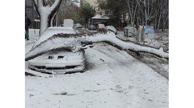 Паднали дървета и сняг сковаха Добрич.