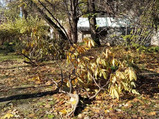 Разчистването на падналите клони в градинките ще изчака още.