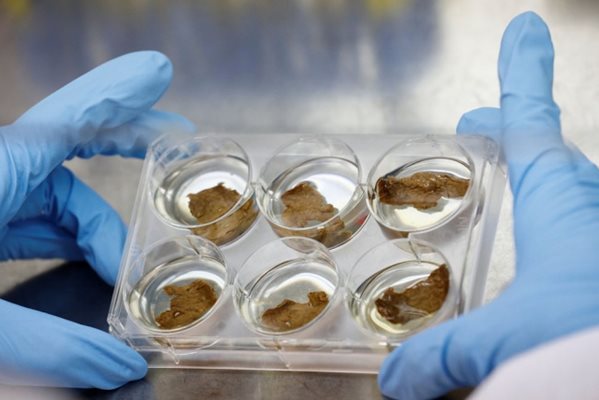 В Китай ще се продават лунни кексчета с „отгледано" в лаборатория месо