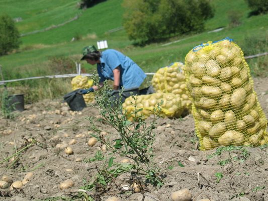 Площите с картофи в Смолянска област са намалели 10 пъти.
