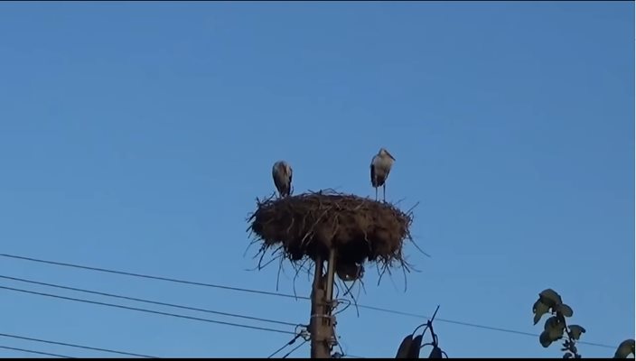 Щъркели в с. Якимово 
 
СНИМКА: СТОПКАДЪР ОТ ВИДЕОТО НА СЕМЧО МИРОНОВ