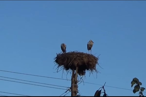 Щъркели в с. Якимово 
 
СНИМКА: СТОПКАДЪР ОТ ВИДЕОТО НА СЕМЧО МИРОНОВ