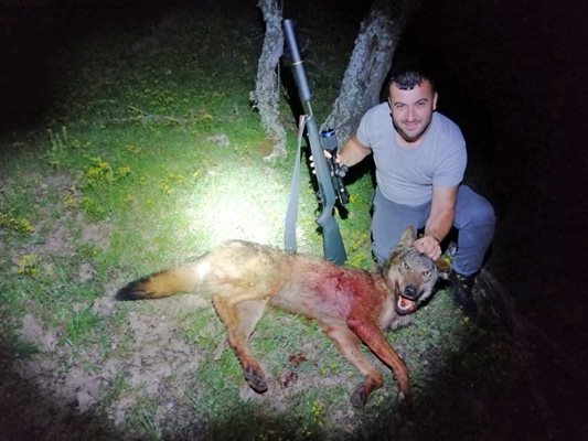 Вълците избивали домашни животни и дивеч