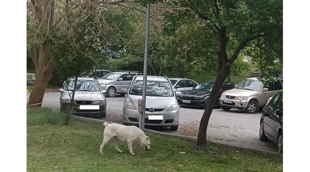 Разходките на големи породи кучета в паркове, където това е забранено, са нещо обичайно. Снимка: Фейсбук.