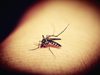 Маларията в конфликтните зони застрашава глобалния прогрес срещу болестта