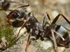 Откриха нов вид "експлодиращи" мравки