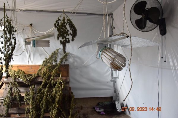 Оранжерия за марихуана откриха в Големо село. СНИМКИ: ОМВР-Кюстендил