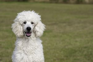 Обучени кучета могат да редуцират пристъпите от епилепсия