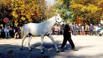 Шуменци и гости празнуват 160 г. от основаването на най-стария конезавод в България – „Кабиюк"