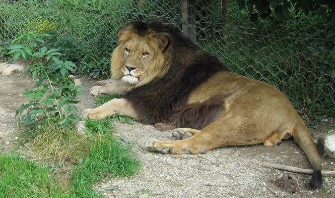 Евтанизираха четири здрави лъва в копенхагенския зоопарк