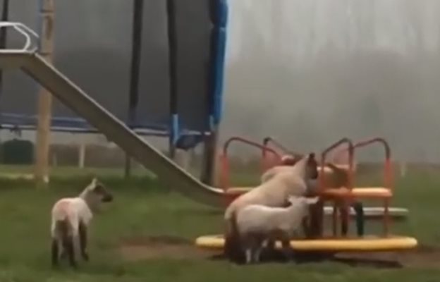 Овце си играят на детска площадка в Уелс по време на пандемията от COVID-19 КАДЪР: Youtube