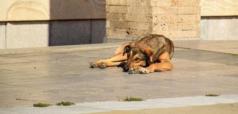 Бездомно куче
Снимка: Община Стара Загора