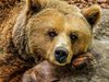 Две мечки от защитена територия в Балкана са се събудили от зимен сън