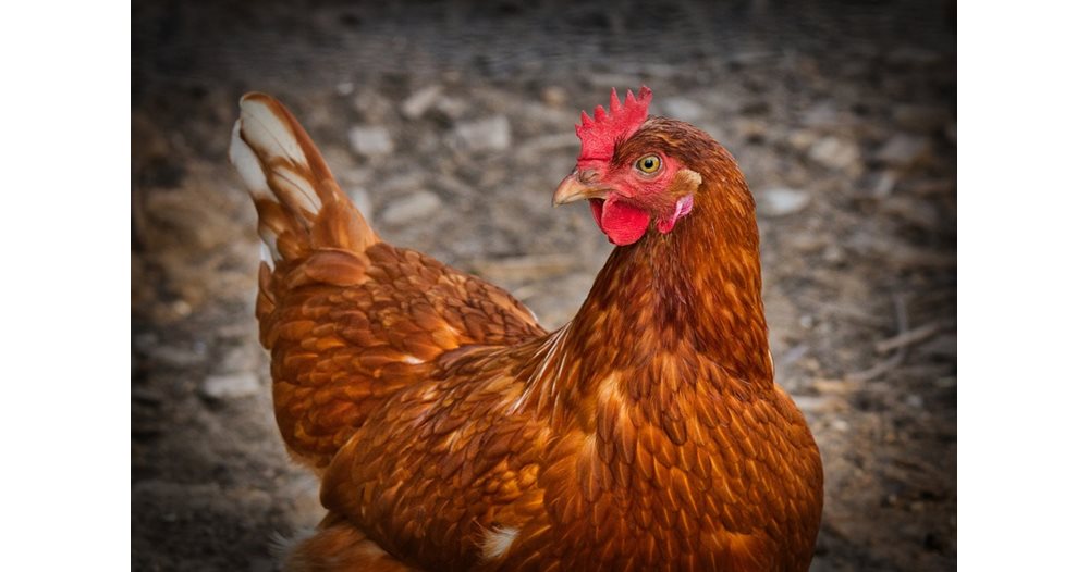 En fugleinfluensaepidemi i landsbyen Krivo Pole