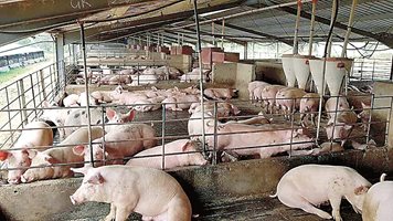 ЕС разширява обхвата на птицевъдните и свиневъдните ферми, които ще спазват директивата за емисиите от промишлеността