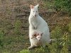 Кенгуру албинос - добра поличба за Бургас