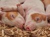 Африканска чума по свинете близо до границата между Румъния и Украйна