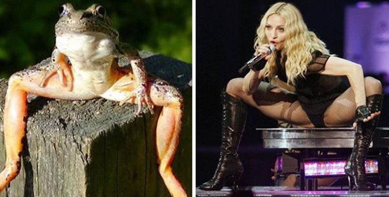 Жаба като Мадона