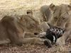 Лъвици откраднаха маркова чанта за 1800 долара от туристка в Намибия (Снимки)