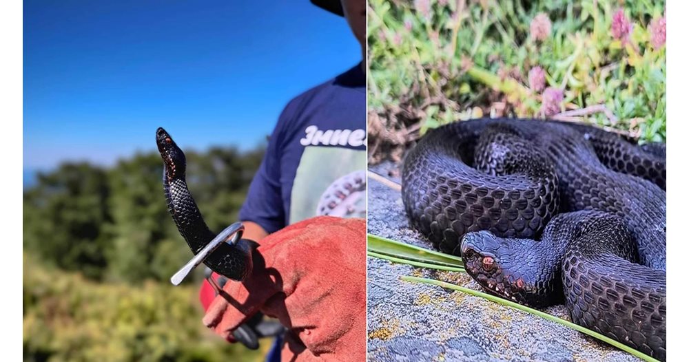 À la recherche du serpent le plus rare de notre pays (photos uniques)