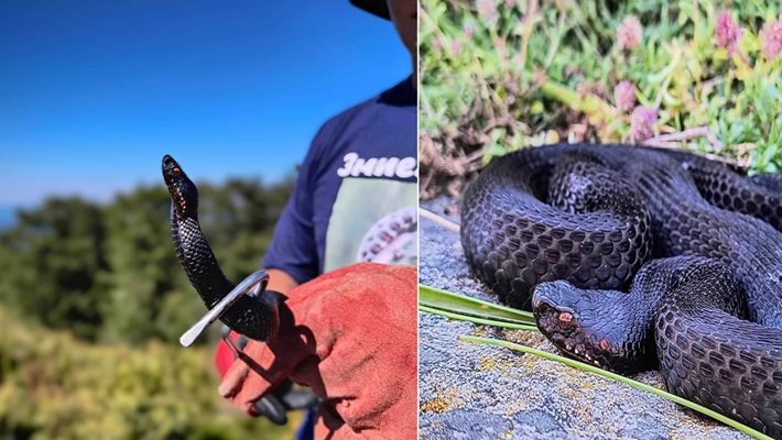 Намериха най-рядката змия у нас (Уникални снимки)