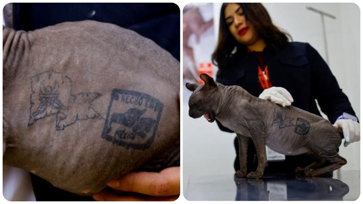 Най-крими котката с татуировки излезе от затвор в Мексико