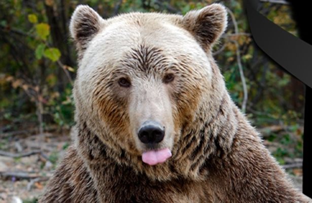 Почина Йоги - най-старата кафява мечка в Румъния