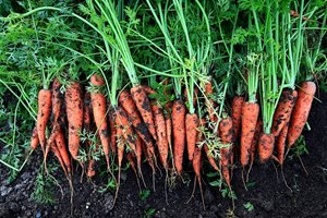 Градина: Как да отгледаме екологично чисти зеленчуци