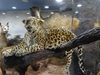 Амурски леопард дойде в Пловдив, 20 години стоял във фризер