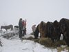 Масова смърт на коне в Осогово - оставени да загинат от глад и студ (Обзор)