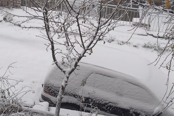 Голяма е снежната покривка в Скобелево. Снимки: Община "Родопи"