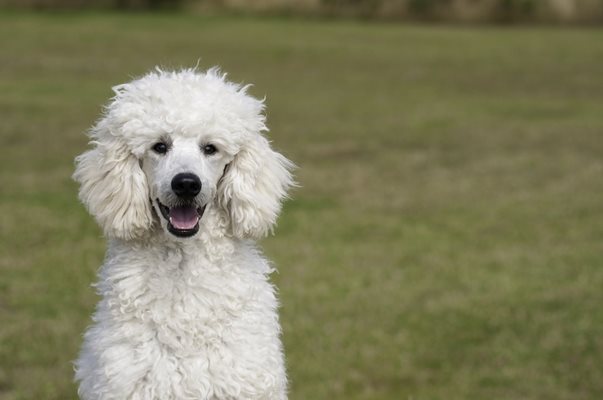Присъствието на обучени кучета може да редуцира пристъпите от епилепсия