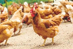 Огнище на птичи грип е установено в симеоновградско село