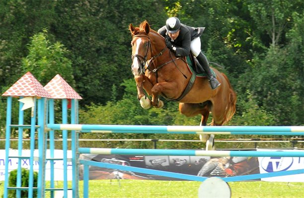 Спортните и състезателните коне се лекуват със силни болкоуспокояващи, антибиотици и други препарати, които остават в конското месо.
