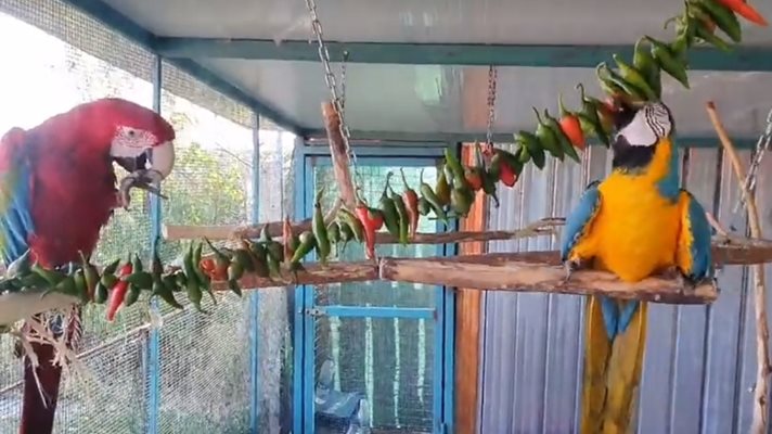 Хранят папагали с люти чушки