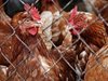 Откриха огнище на птичи грип в птицеферма в Генерал Тошево